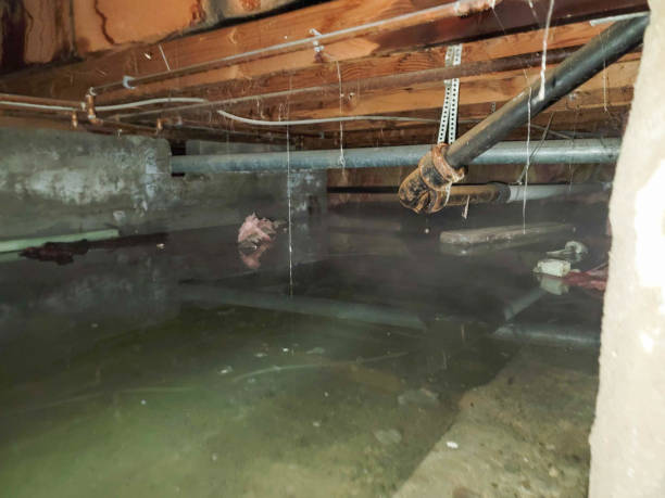 Best Carpet water damage restoration  in Combes, TX