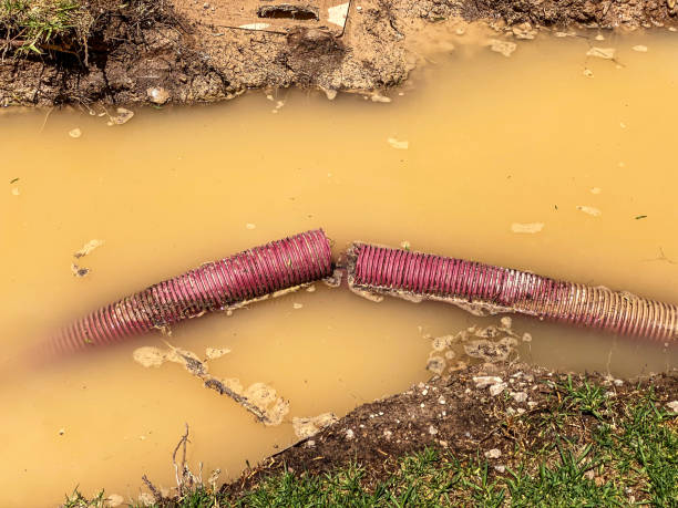 Best Basement water damage restoration  in Combes, TX